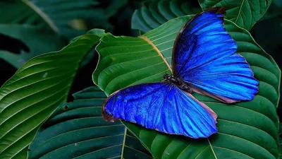 Фото синей бабочки, восхищающей своими красками
