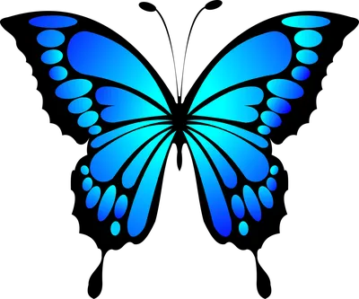 Фото синей бабочки в HD качестве