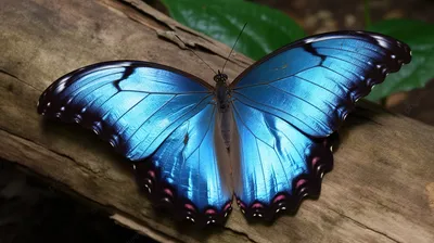 Фотография синей бабочки с прозрачными крыльями