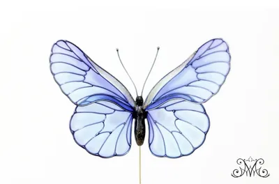 Фотка синей бабочки - симбиоз грации и элегантности