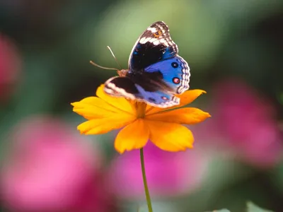 Фотография синей бабочки, раскрывающая ее красоту