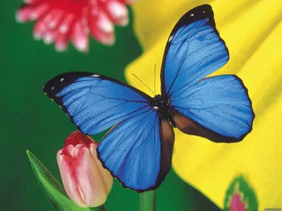 Бабочка синяя - фото, вдохновляющее нас на мечты