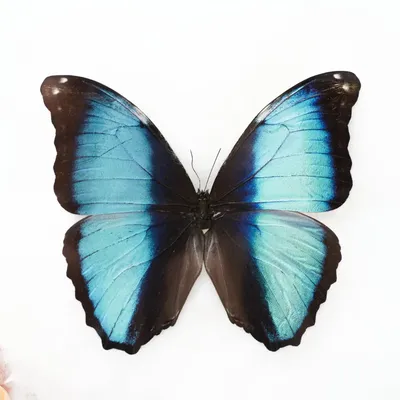 Фото синей бабочки с текстурой крыльев видными