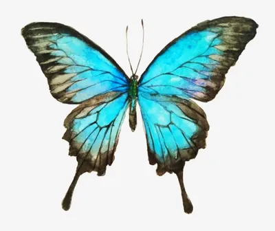 Изображение синей бабочки для использования в дизайне