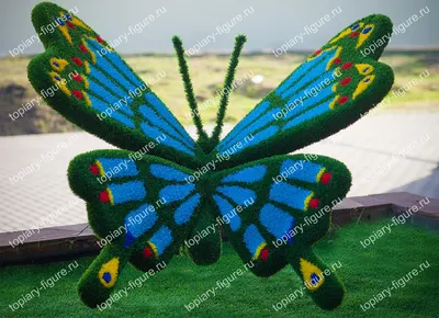 Фотография синей бабочки, яркого представителя фауны