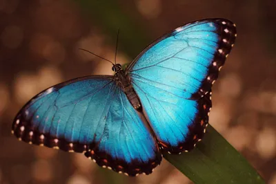 Фотка синей бабочки в WebP формате, передающая ее изящество