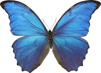Уникальное изображение синей бабочки, олицетворяющее чистоту