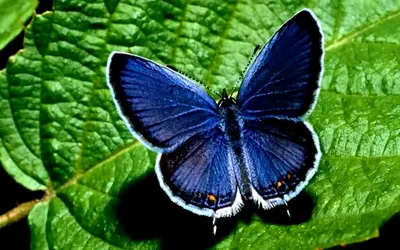 Бабочка синяя - фото, позволяющее рассмотреть детали