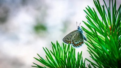 Фотография синей бабочки, символизирующая легкость