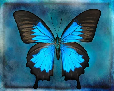 Фото синей бабочки, передающее нежность ее крыльев