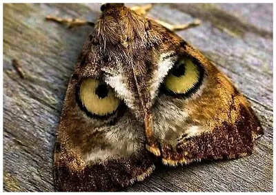 Бабочка сова  фото