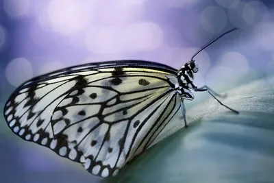 Картинка бабочки вблизи - размер XL, формат JPG, PNG