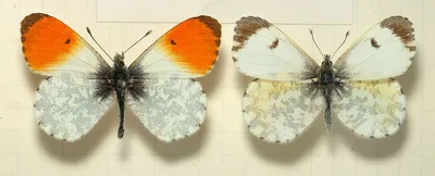 Бабочка зорька - фотография высокого качества в формате JPG