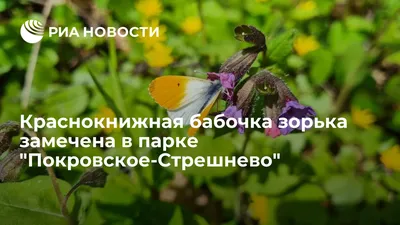 Изображение бабочки зорьки: подберите нужный размер для вашего проекта