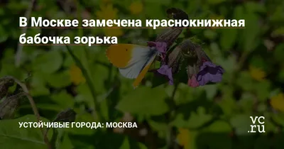 Фотография бабочки зорьки: выберите размер, который вам нужен