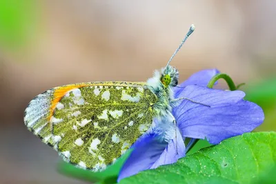 Фото, картинка, изображение бабочки зорьки в формате JPG: отличное качество для вашего контента