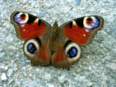 Фотка Бабочки дневной с разными размерами