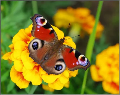 Уникальное изображение Бабочки дневной в формате WebP
