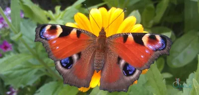 Фото, иллюстрирующее Бабочки дневной