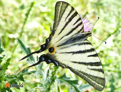 Высококачественное изображение Бабочки дневной