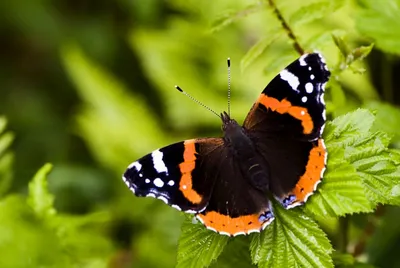 Бабочки дневной на живописном фоне в высоком разрешении
