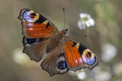 Красивое изображение Бабочки дневной с высоким разрешением