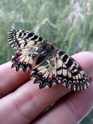 Фотка Бабочки дневной с различными размерами