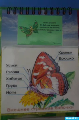Изображение Бабочки дневной в разных форматах