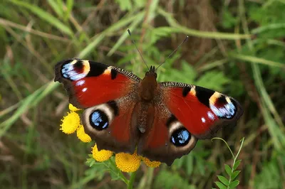 Фотография Бабочки дневной на фоне живописной природы