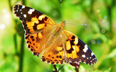 Красочная картинка Бабочки дневной в высоком разрешении