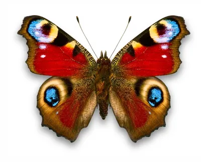 Изумительная фотография Бабочки дневной в формате PNG