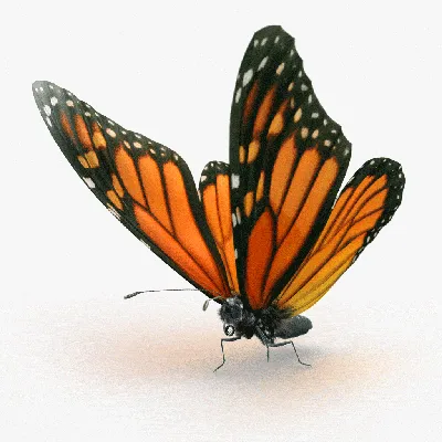 Фотография Бабочки дневной в разных форматах на природном фоне