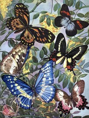 Бабочки дневной в формате WebP с великолепной детализацией