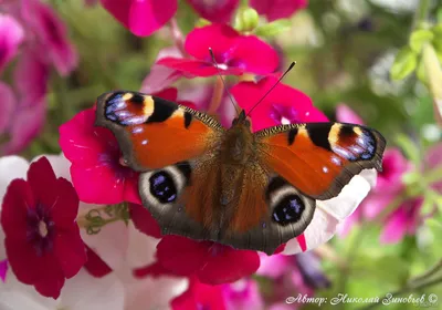 Оригинальное изображение Бабочки дневной в формате PNG