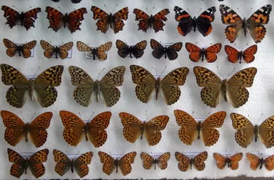 Бабочки и их гусеницы фотографии