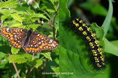 Фотка бабочек высокого разрешения