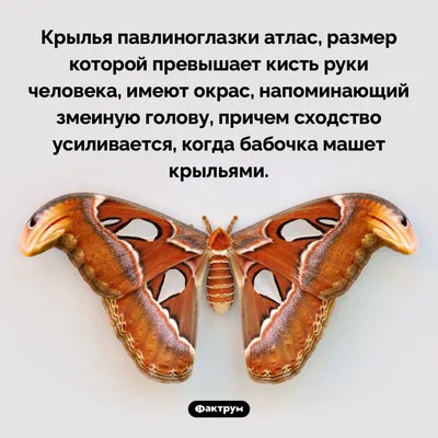 Фотка бабочек: выбери формат изображения для скачивания (JPG, PNG, WebP)