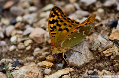 Удивительные бабочки Крыма: фото в высоком разрешении