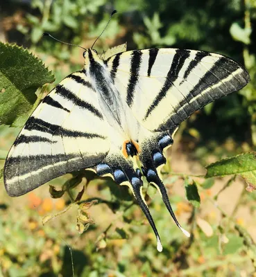 Очарование бабочек Крыма: красивые изображения для скачивания