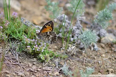 Природные шедевры Крыма: фото сногсшибательных бабочек