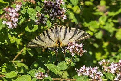 Открытие крымской природы: восхитительные фото бабочек