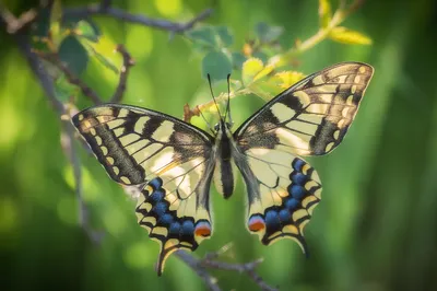 Чудеса природы Крыма: фотографии красочных бабочек
