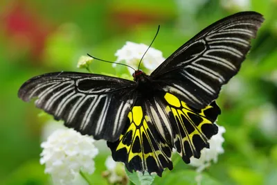 Волшебные моменты: красивые бабочки Крыма на фото