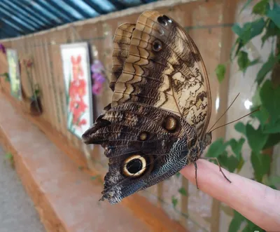 Живая палитра Крыма: изумительные фото бабочек