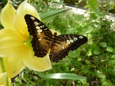 Бабочки Крыма: уникальные фотографии для скачивания
