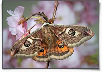 Бабочки Крыма в формате JPG: захватывающие фотографии