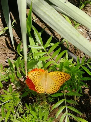 Уникальный крымский пейзаж: фотографии величественных бабочек
