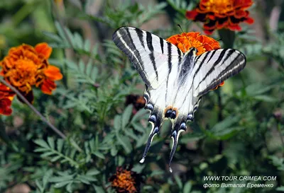 Бабочки Крыма в формате PNG: яркие и прозрачные изображения