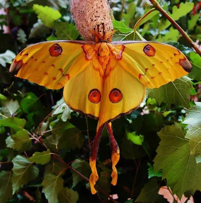 Бабочки Крыма: натуральные картины на ваших фотографиях
