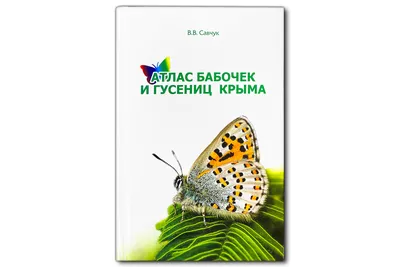 Потрясающие бабочки Крыма: впечатляющие фото без ограничений